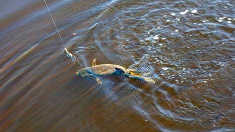 Der Angelsport wird von einem Skandal erschüttert