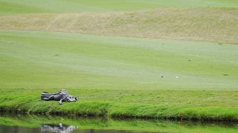 "Florida Gator" besucht Golfturnier