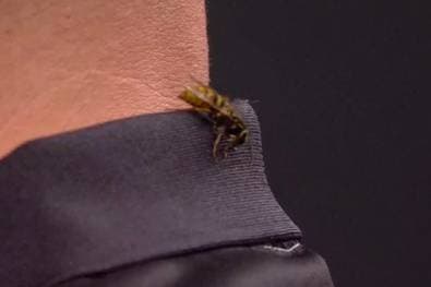 Erste WM-Sensation - und Ally-Pally-Wespe mittendrin 