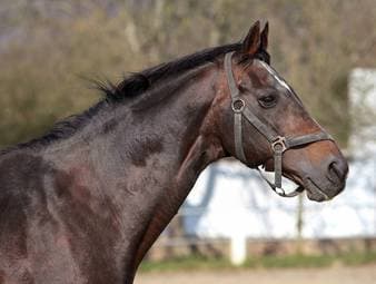 Trauer um Galopp-Legende