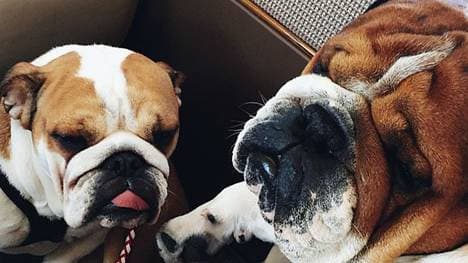 Die Bulldoggen von Lewis Hamilton heißen Coco und Roscoe.