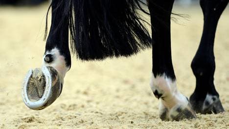 Angst wegen Herpesvirus - FEI sagt Turniere ab