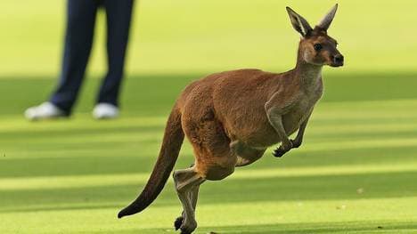 Ein Känguru verfolgt plötzlich Golfer auf dem Platz