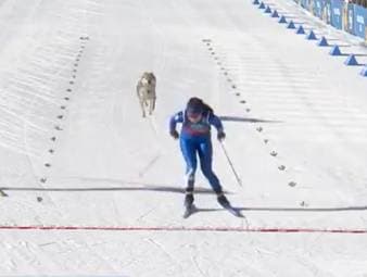 Der Auftritt eines Vierbeiners stiftet kurzzeitige Verwirrung bei der Langlauf-Qualifikation.