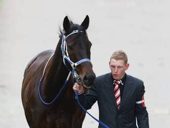 Tod eines legendären Pferdes