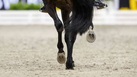 In Hamburg findet das deutsche Dressur-Derby statt