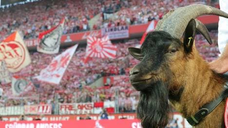 Hennes IX. ist gegen Hertha wieder am Spielfeldrand