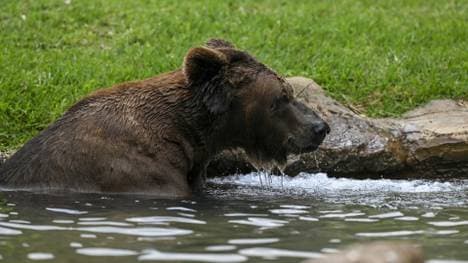 Bärensichtungen sorgen in Japan für Probleme