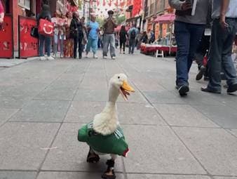 Die WM hat einen neuen tierischen Star. Ente Merlin aus Mexiko-Stadt sorgt mit Auftritten im Nationaltrikot für Aufsehen. In den sozialen Netzwerken ist sie längst zum viralen Hit geworden.