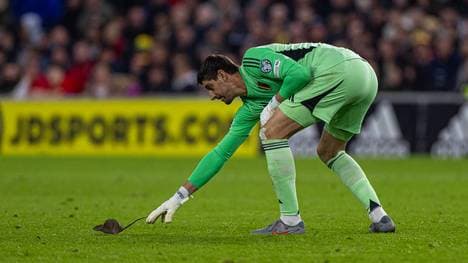 Thibaut Courtois beim Versuch die Ratte einzufangen