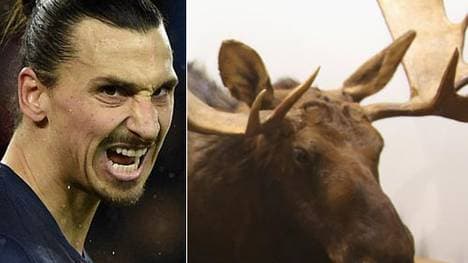 "Dann scheint es, als unterstützen sie solche Aktivitäten": Zlatan Ibrahimovic hat einen Elch erlegt