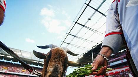 Der 1. FC Köln empfängt den FC Bayern. Geißbock Hennes scheint nervös. Das angebotene Grünzeug verschmäht das Kölner Maskottchen jedenfalls