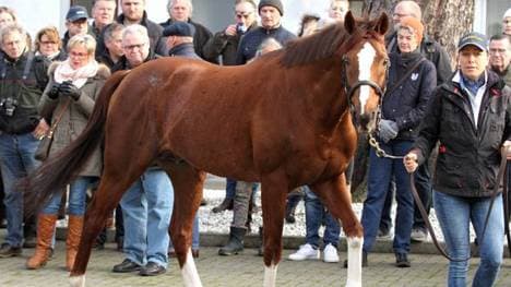 Deutschlands Deckhengst-Champion Adlerflug ist tot