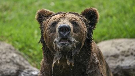 Ungebetener Besuch auf dem Golfplatz