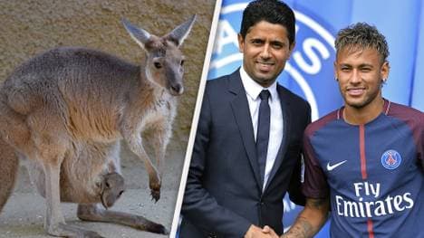 Ein böses Känguru-Video über PSG-Boss Nasser El-Khaleifi sorgte für mächtig Stunk
