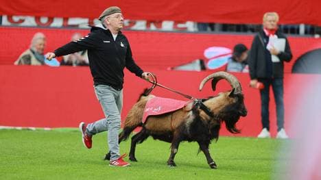 Geißbock Hennes der Neunte fehlte beim ersten Heimspiel des 1. FC Köln