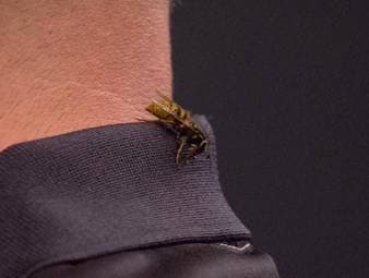 Die Ally Pally Wespe sorgt auch bei der WM 2026 für Diskussionen. Im Spiel zwischen Ross Smith und Andreas Harrysson macht es sich die Wespe im Nacken von Smith bequem und verweilt dort sehr lange.