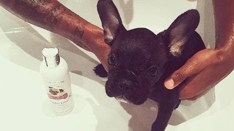 Hund von Dennis Aogo