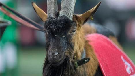 Auch Hennes IX darf nicht ins Kölner Stadion