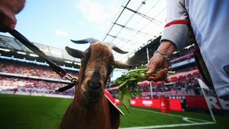 Hennes VIII-1. FC Köln-Geißbock-Maskottchen-Stadion