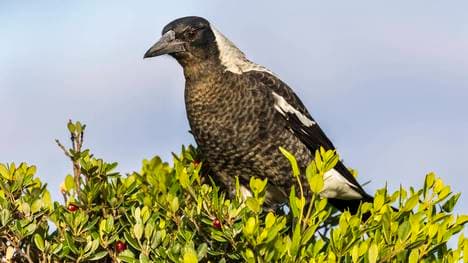 Die australische Elster (Gymnorhina tibicen) kann ungemütlich werden