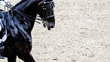 Erster Platz für Galopper Torquato Tasso