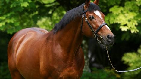 Galieo ist 23 Jahre alt geworden