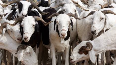 Der türkische Klub Gülspor hat Spieler verkauft, um dafür Ziegen zu erwerben