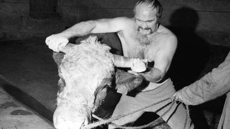 Roland Bock bei einem Auftritt mit einem Bullen 1978