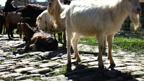 Ziegen sorgen für die Sicherheit der Radfahrer