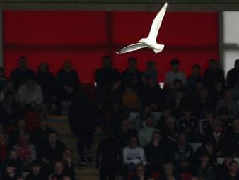 Fußballer rettet Möwe das Leben