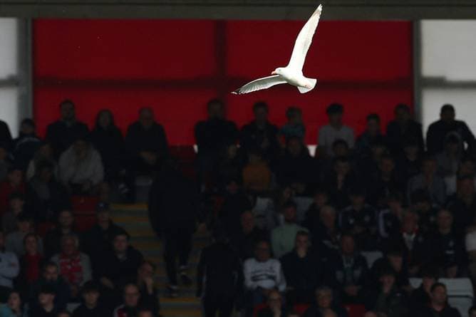 Fußballer rettet Möwe das Leben