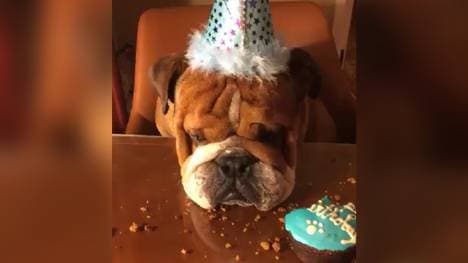 Lewis Hamiltons Hund Roscoe