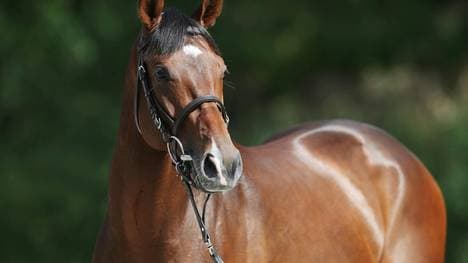 Fantastic Moon ist Galopper des Jahres