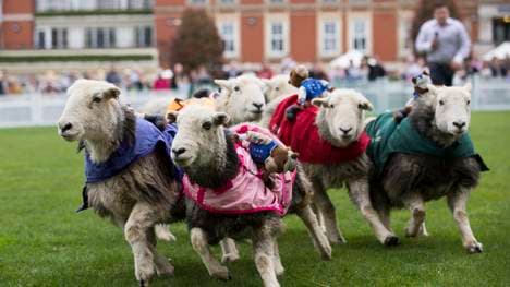 Ascot Country Fair Raceday