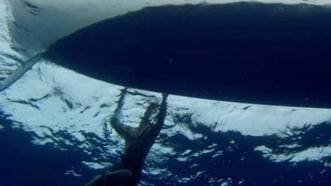 Ein Speerfisch attackiert bei der "Atlantic Challenge" das Ruderboot des britisch-amerikanischen Vierer-Team "Latitude 35"