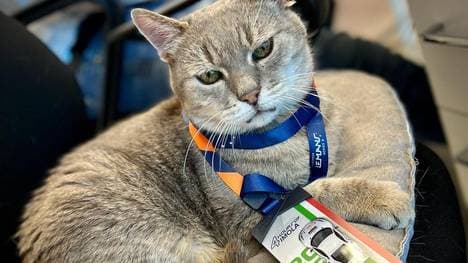 Die Imola-Katze Formulino ist verstorben