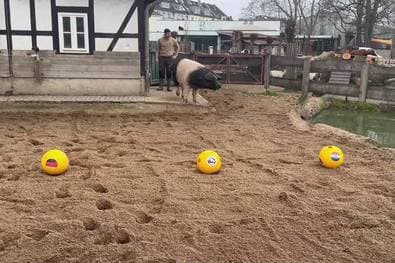 DHB-Sieg gegen Kroatien? EM-Orakel sagt Ergebnis voraus