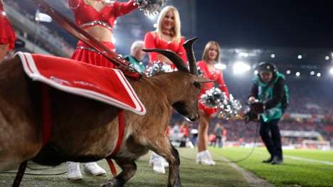 Maskottchen Hennes ist in Bergisch Gladbach geboren