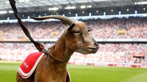 Hennes VIII. wird vom 1. FC Köln in den Ruhestand verabschiedet