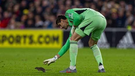 Courtois bekommt die Ratte nicht zu fassen