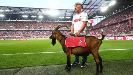Hennes IX ist seit 2018 Maskottchen des 1. FC Köln