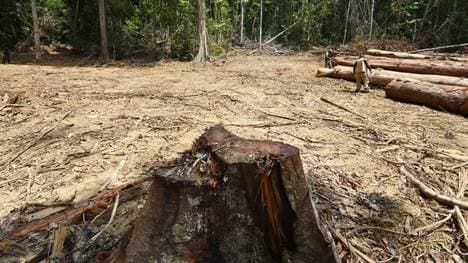 Sommer kritisiert Regenwald-Initiative der FIS